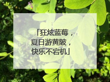 狂炫蓝莓，夏日游黄陂，快乐不宕机