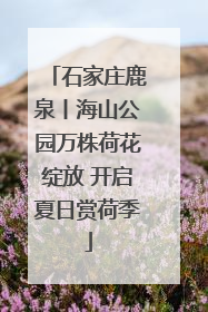 石家庄鹿泉丨海山公园万株荷花绽放 开启夏日赏荷季