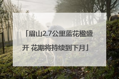 眉山2.7公里蓝花楹盛开 花期将持续到下月
