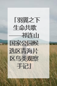羽翼之下 生命共歌——祁连山国家公园候选区青海片区鸟类观察手记