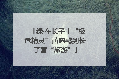 绿·在长子丨“极危精灵”黄胸鹀到长子营“旅游”