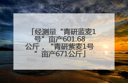 经测量“青研蓝麦1号”亩产601.68公斤，“青研紫麦1号”亩产671公斤