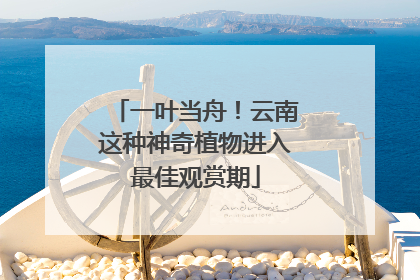 一叶当舟！云南这种神奇植物进入最佳观赏期