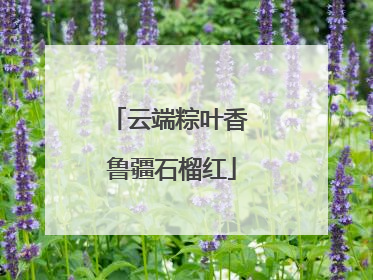 云端粽叶香 鲁疆石榴红