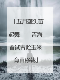 五月垄头苗起舞——青海首试青贮玉米育苗移栽