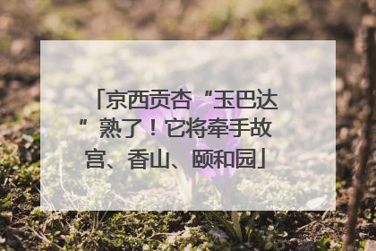 京西贡杏“玉巴达”熟了！它将牵手故宫、香山、颐和园