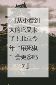 从小看到大的它又来了！北京今年“吊死鬼”会更多吗？