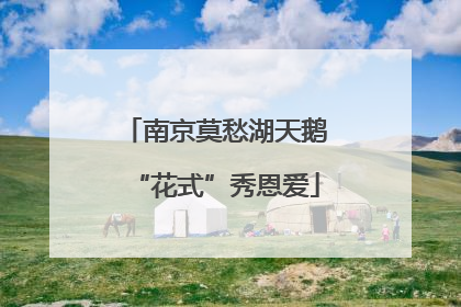 南京莫愁湖天鹅“花式”秀恩爱