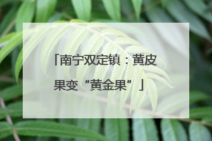 南宁双定镇：黄皮果变“黄金果”