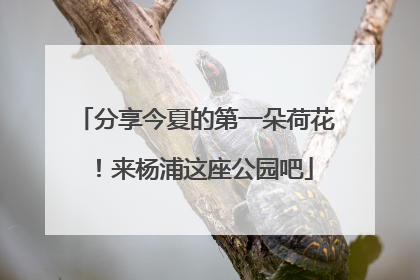 分享今夏的第一朵荷花！来杨浦这座公园吧