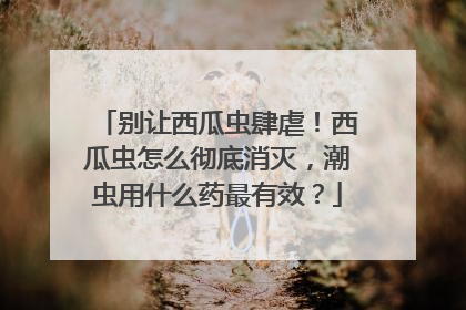 别让西瓜虫肆虐！西瓜虫怎么彻底消灭，潮虫用什么药最有效？