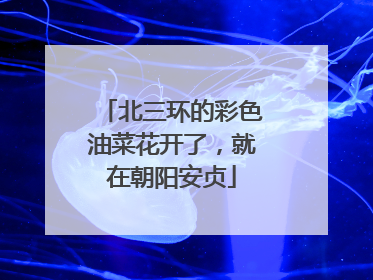 北三环的彩色油菜花开了，就在朝阳安贞