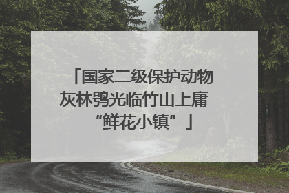 国家二级保护动物灰林鸮光临竹山上庸“鲜花小镇”
