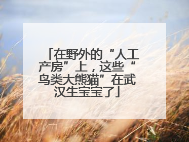在野外的“人工产房”上，这些“鸟类大熊猫”在武汉生宝宝了