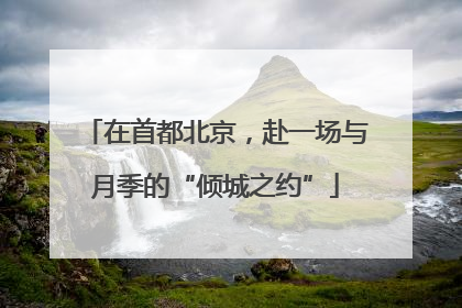 在首都北京，赴一场与月季的“倾城之约”