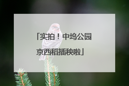 实拍！中坞公园京西稻插秧啦