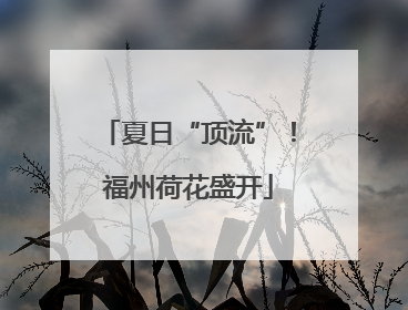 夏日“顶流”！福州荷花盛开