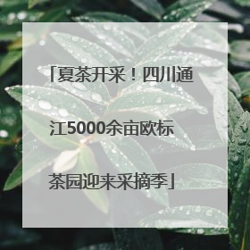 夏茶开采！四川通江5000余亩欧标茶园迎来采摘季