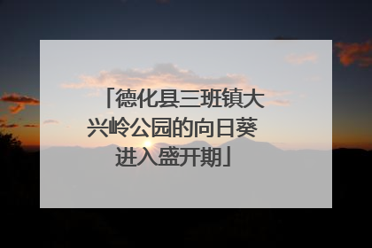 德化县三班镇大兴岭公园的向日葵进入盛开期
