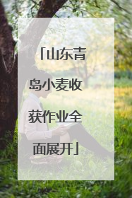 山东青岛小麦收获作业全面展开