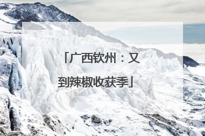 广西钦州：又到辣椒收获季