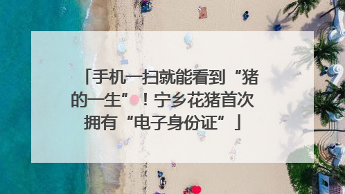 手机一扫就能看到“猪的一生”！宁乡花猪首次拥有“电子身份证”