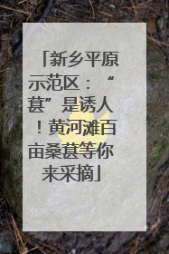 新乡平原示范区：“葚”是诱人！黄河滩百亩桑葚等你来采摘
