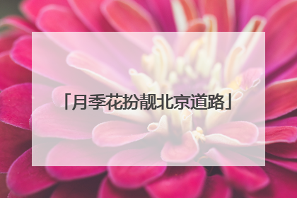 月季花扮靓北京道路