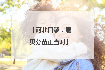 河北昌黎：扇贝分苗正当时