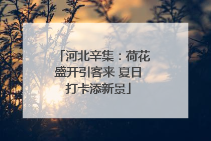 河北辛集：荷花盛开引客来 夏日打卡添新景