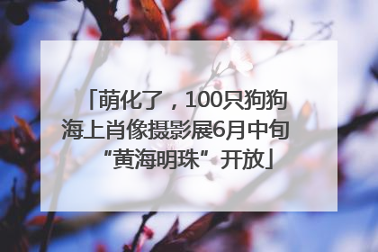 萌化了，100只狗狗海上肖像摄影展6月中旬“黄海明珠”开放