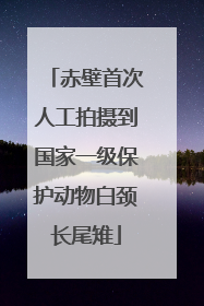 赤壁首次人工拍摄到国家一级保护动物白颈长尾雉