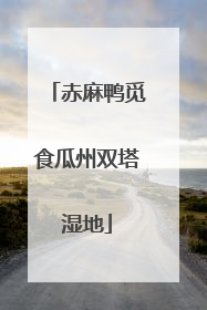 赤麻鸭觅食瓜州双塔湿地