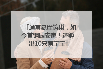 通常悬崖筑巢，如今首钢园安家！还孵出10只萌宝宝