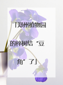 郑州植物园的梓树结“豆角”了