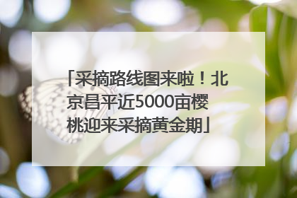 采摘路线图来啦！北京昌平近5000亩樱桃迎来采摘黄金期
