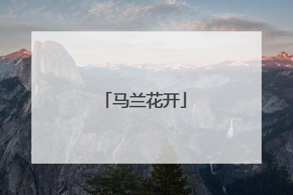 马兰花开