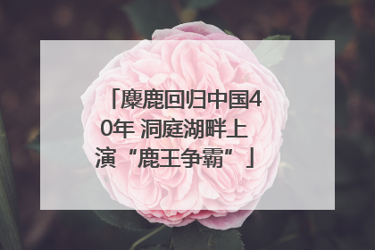 麋鹿回归中国40年 洞庭湖畔上演“鹿王争霸”