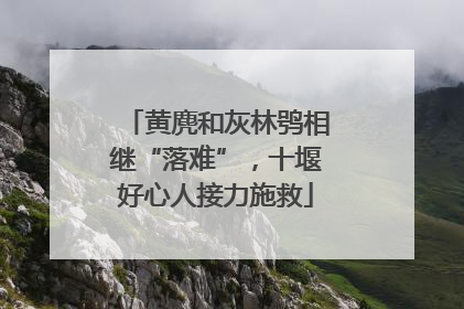 黄麂和灰林鸮相继“落难”，十堰好心人接力施救