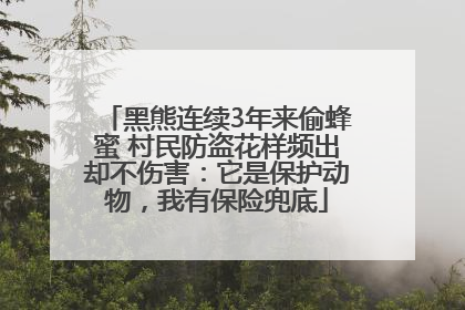 黑熊连续3年来偷蜂蜜 村民防盗花样频出却不伤害：它是保护动物，我有保险兜底