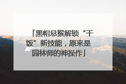 黑帽悬猴解锁“干饭”新技能，原来是园林师的神操作