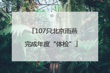 107只北京雨燕完成年度“体检”